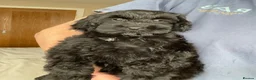 Cockapoo dogs for sale: Health tested, fully vaccinated, F1 Toy cockapoos - Advert 25