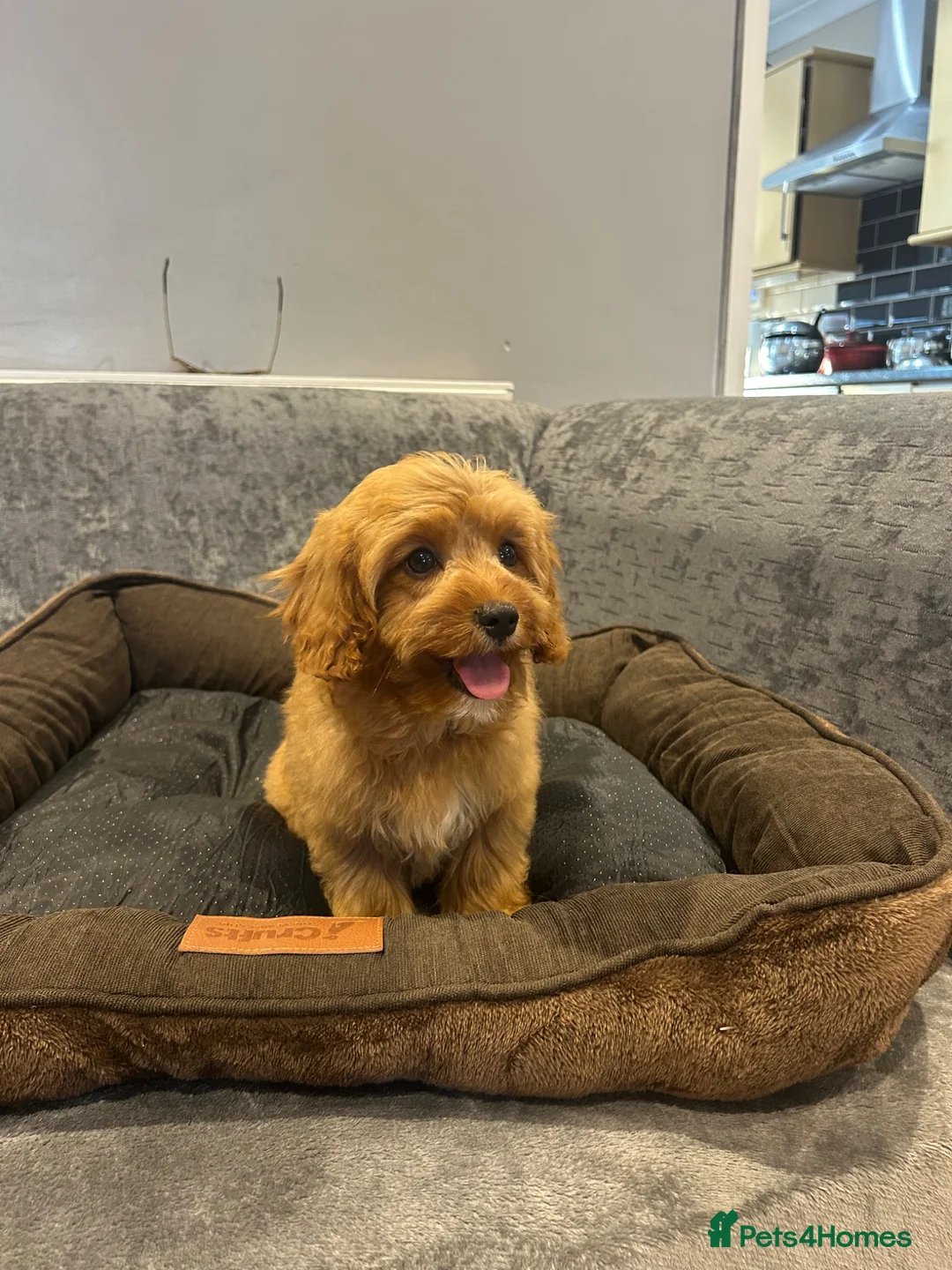 Cavapoo dogs for sale: Beautiful cava poo puppies - Advert 2