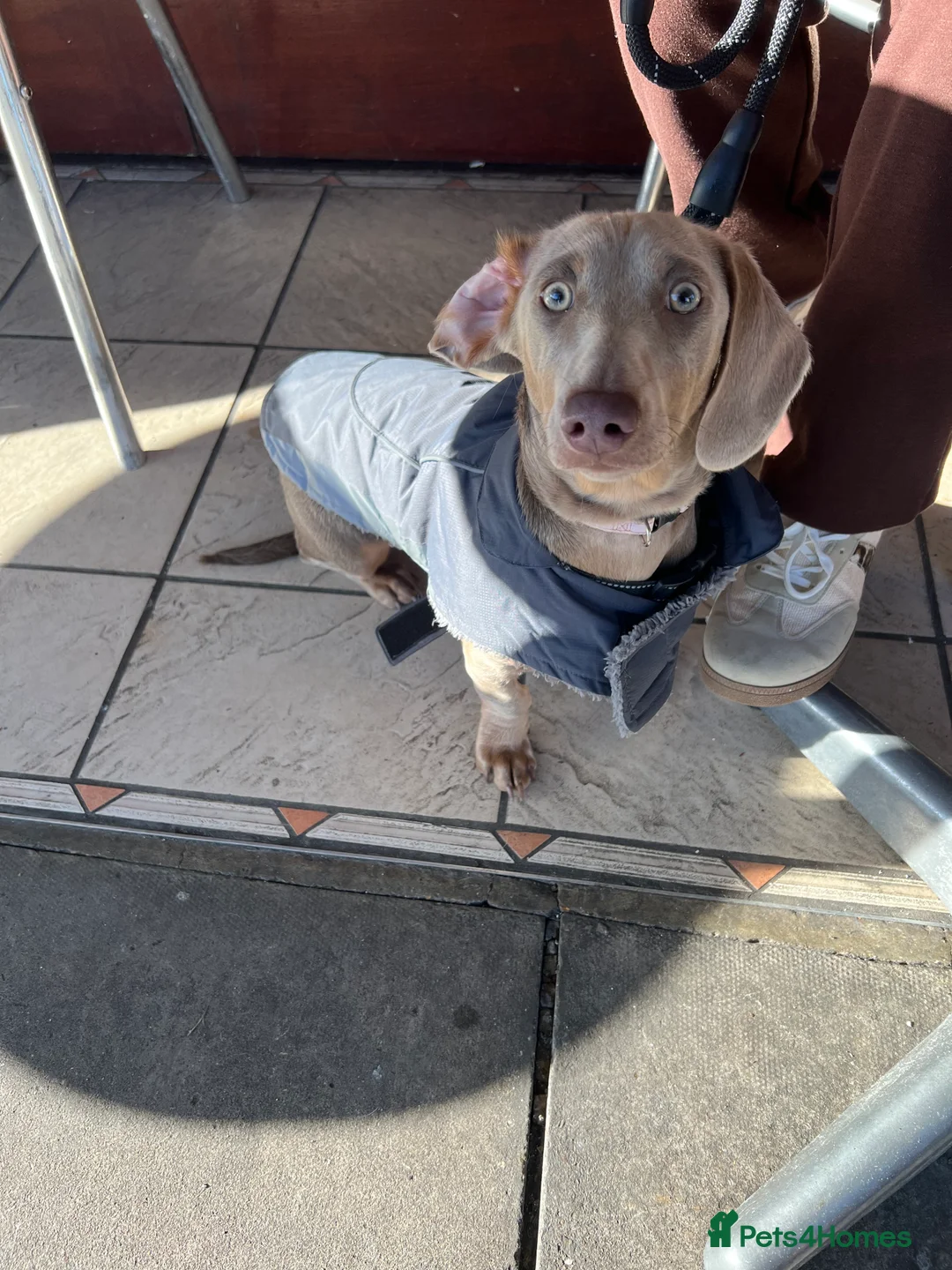 Deerhound dogs for sale: Standard dashound  - Advert 4