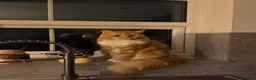 Maine Coon cats for sale: Kiki&Milo – Bonded Pair Looking for a Loving Home - Advert 26