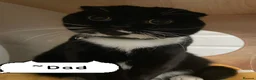 Scottish Fold cats for sale: Champion Line Scottish straight  - Advert 9