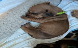 Dachshund dogs for sale: Standard Wirehaired Dachshund Puppies - Image 18