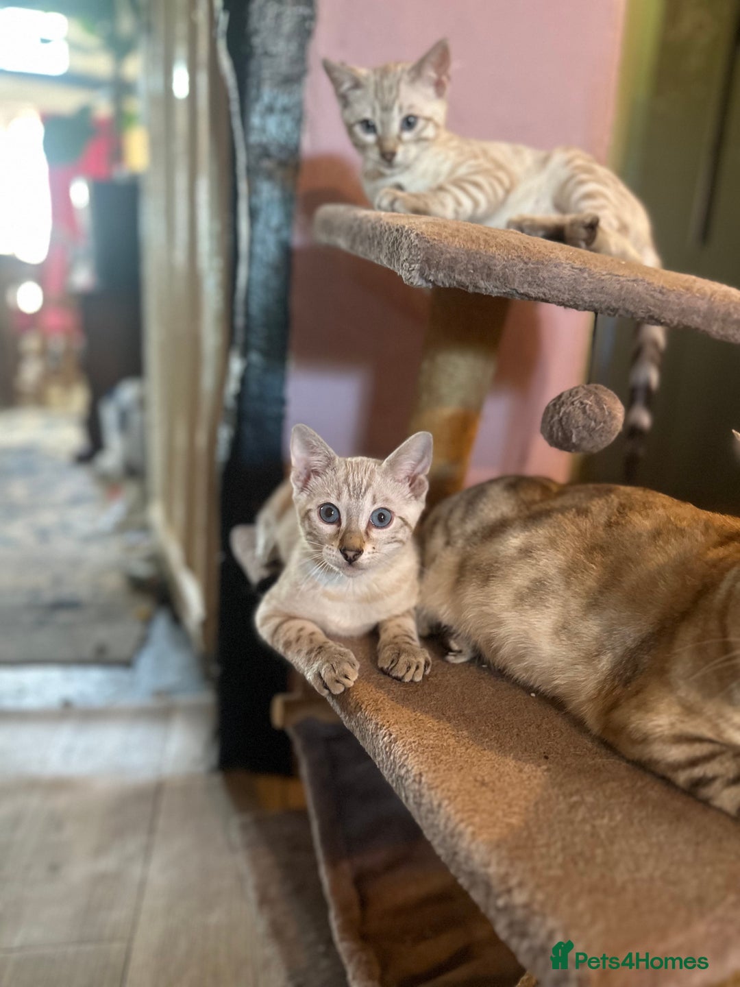 Bengal cats for sale: Snow lynx point bengal kittens  - Image 5