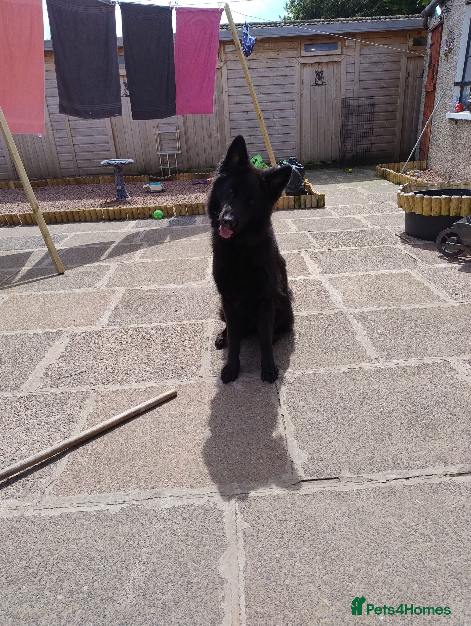 German Shepherd dogs Luna Female German Shepherd  - Advert 7