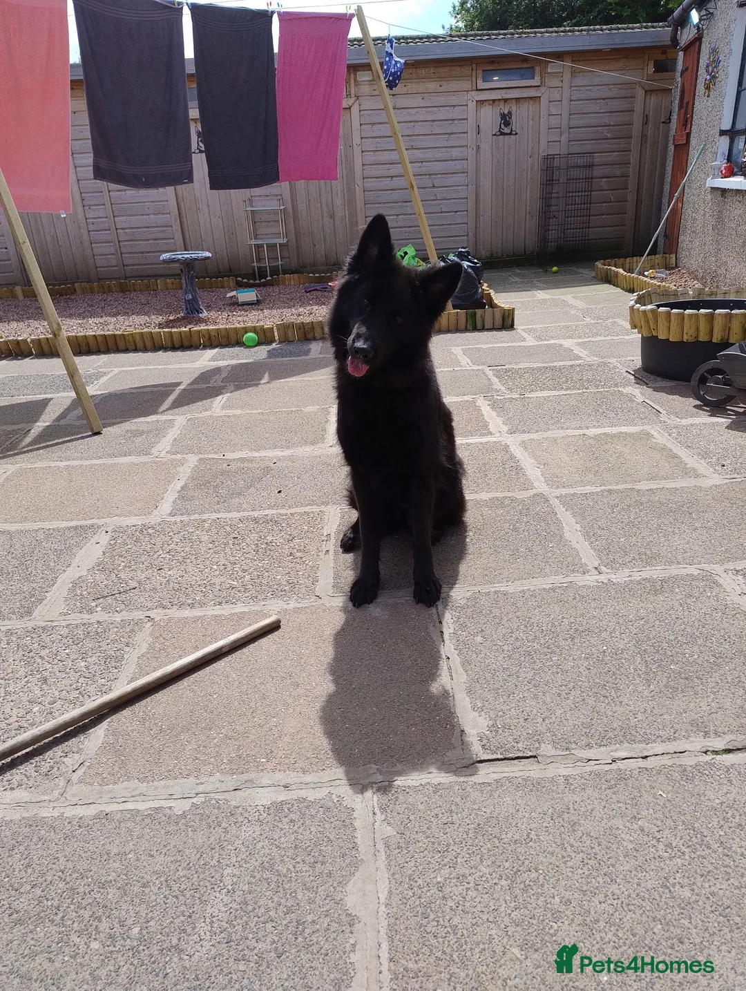 German Shepherd dogs for sale: Luna Female German Shepherd  in Stevenston - Advert 1
