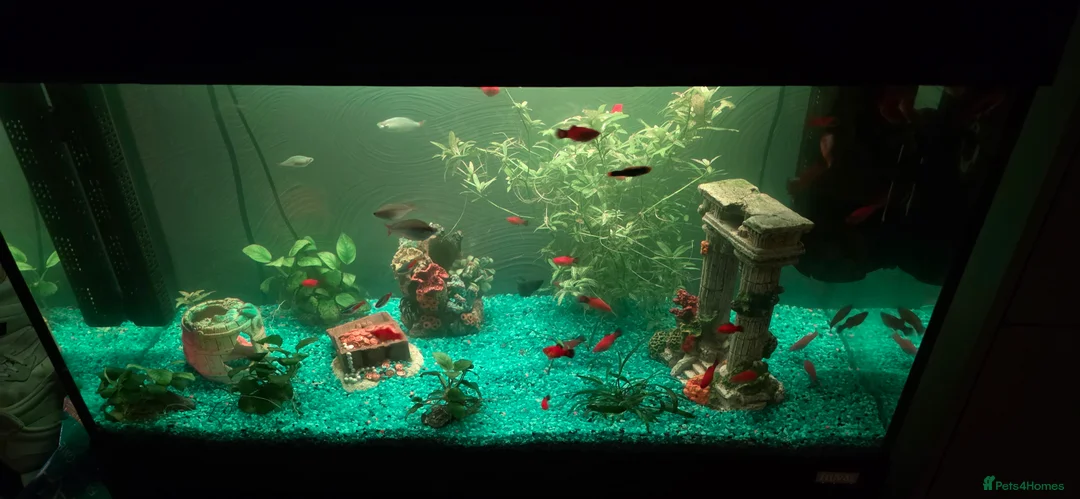 Platies fish for sale: Fluval roma 125l Tank Complete Set up - Advert 17