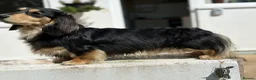 Miniature Dachshund dogs for stud: Miniature long hair dachshund for stud  - Advert 2