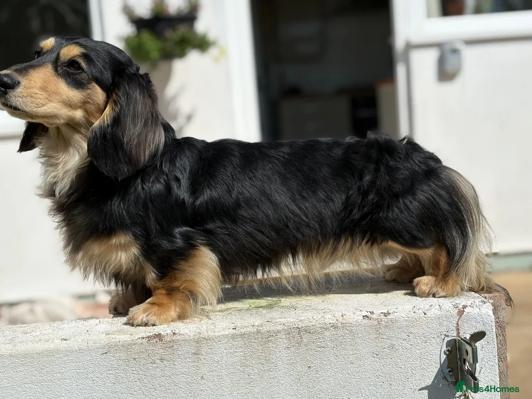 Miniature Dachshund dogs for stud: Miniature long hair dachshund for stud  - Advert 2