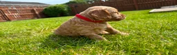 Cockapoo dogs for sale: Toy cockapoo puppies (golden) (tri) super cute - Advert 2