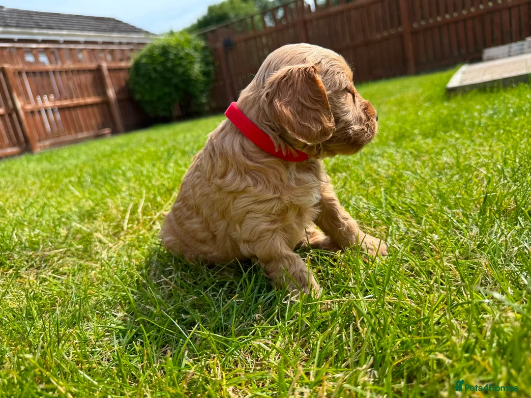 Cockapoo dogs for sale: Toy cockapoo puppies (golden) (tri) super cute - Advert 2
