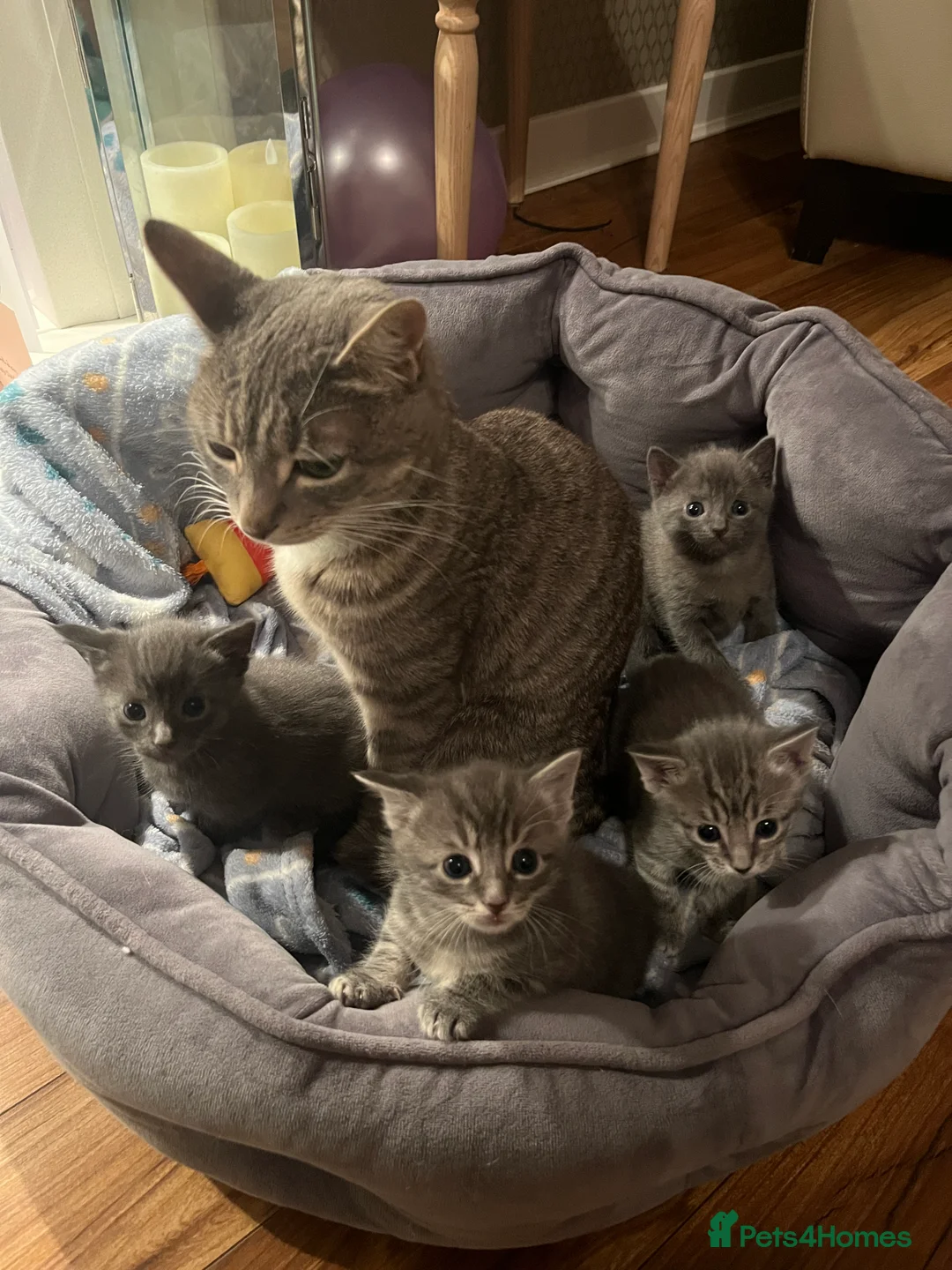 Domestic Shorthair cats for sale: Beautiful grey kittens available from 15 February  - Advert 2