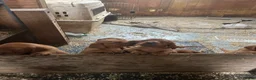 Mixed Breed dogs for sale: Red setter x labrodor - Advert 9