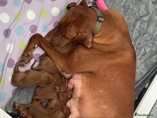 Hungarian Vizsla dogs for sale - Advert 1