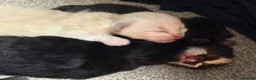 Mixed Breed cats for sale: Four Stunning Ragdoll x Ragamuffin kittens  - Advert 12