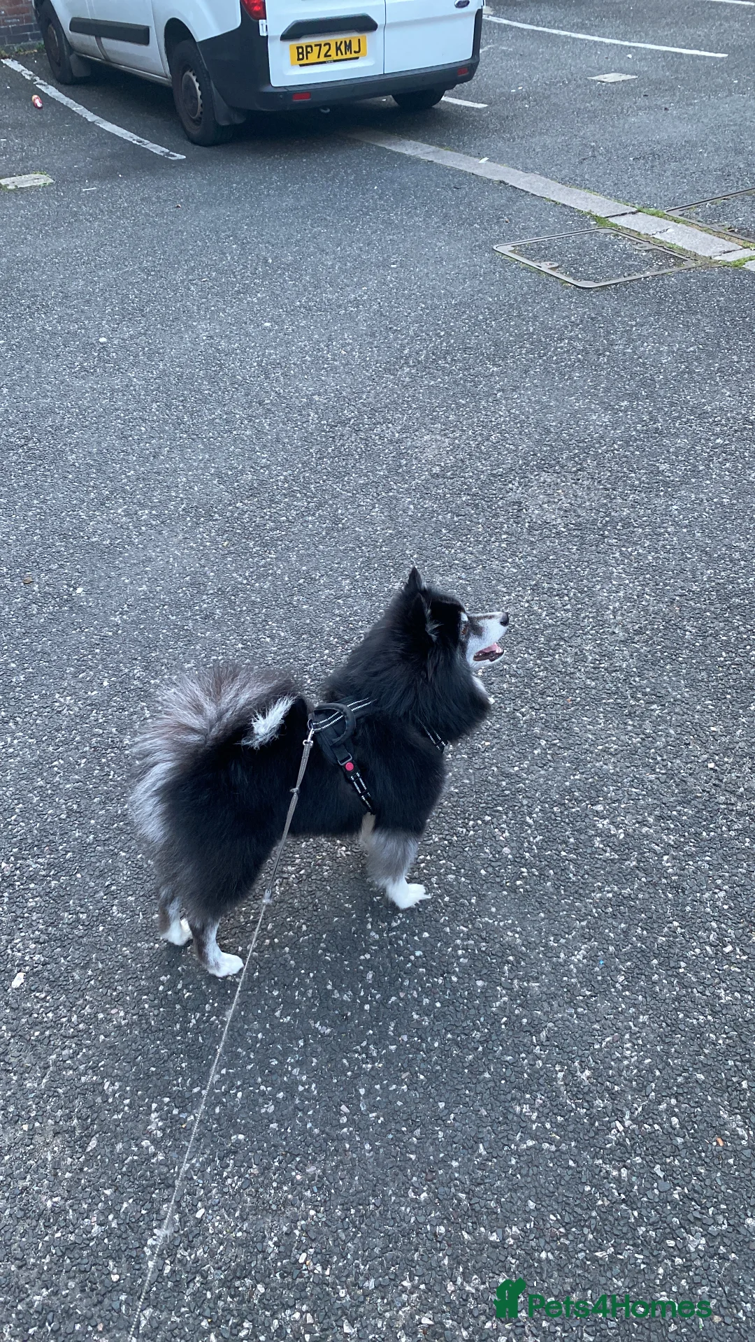 Pomsky dogs for stud: Pomsky for Stud - Advert 7