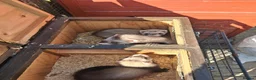Ferret rodents for sale: Ferret kits - Advert 8