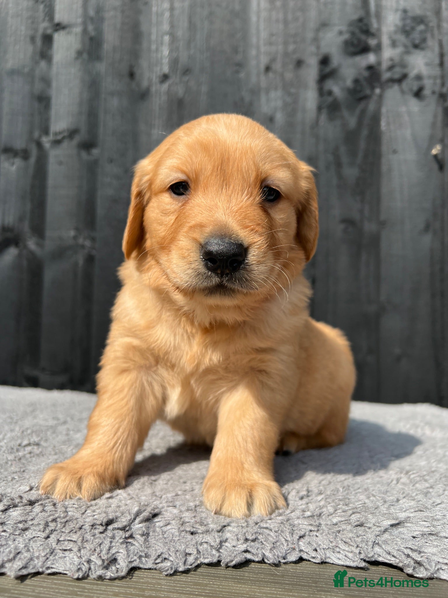 Golden Retriever dogs Kc extensively health tested boys and girls  - Advert 1