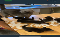 Mixed Breed cats for sale: Cat for sale - Image 4