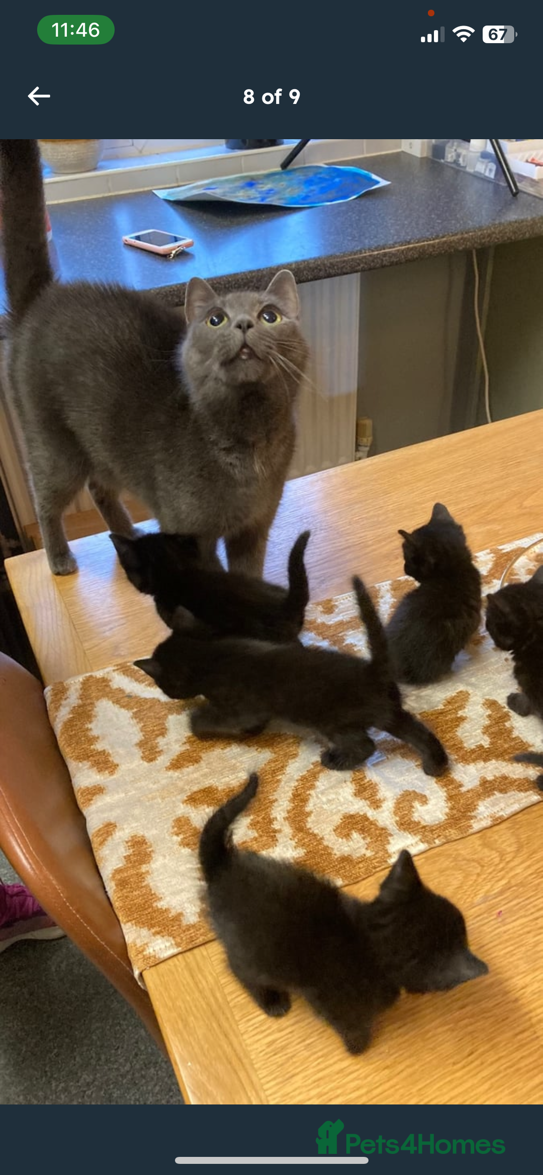 Mixed Breed cats for sale: Cat for sale - Image 4