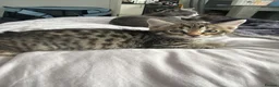 Mixed Breed cats for sale: 6 beautiful Persian Russian Blue mix tabby kittens - Advert 13