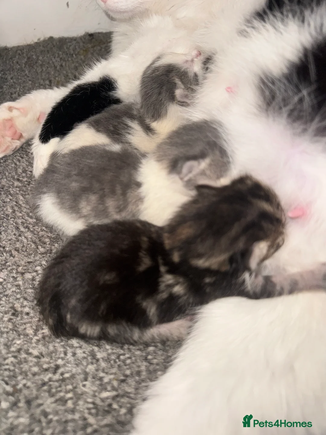 British Shorthair cats for sale: Beautiful kittens  in Tadworth - Advert 1