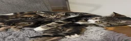 Mixed Breed cats for sale: 4 beautiful kittens looking for loving homes 🐾 - Advert 3