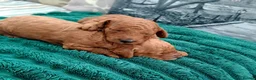 Miniature Poodle dogs for sale: KC MINIATURE POODLES  - Advert 3