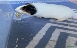 Guinea Pig rodents for sale: Two male guinea pigs with cage and accessories  - Image 4