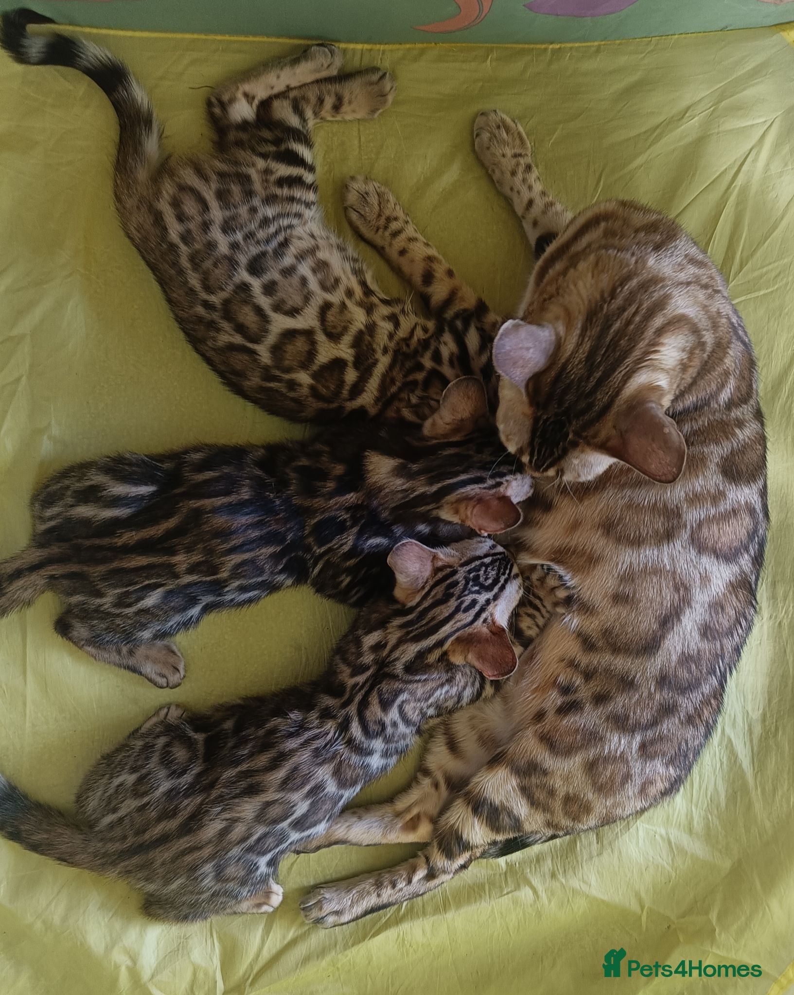 Bengal cats Cuddly and beautiful pedigree bengal kittens - Advert 2