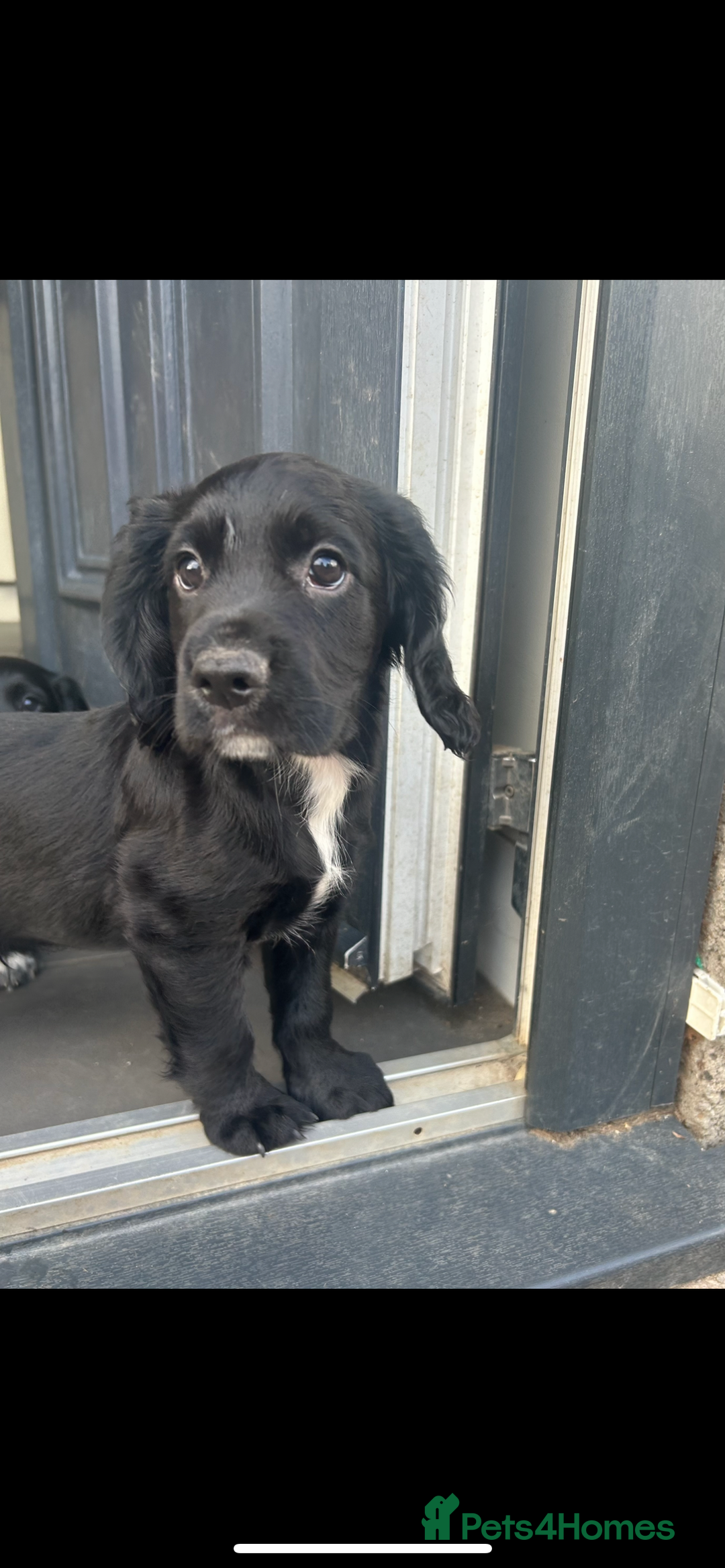 Cocker Spaniel dogs for sale: Excellent pedigree working Cocker Spaniel puppies - Image 4