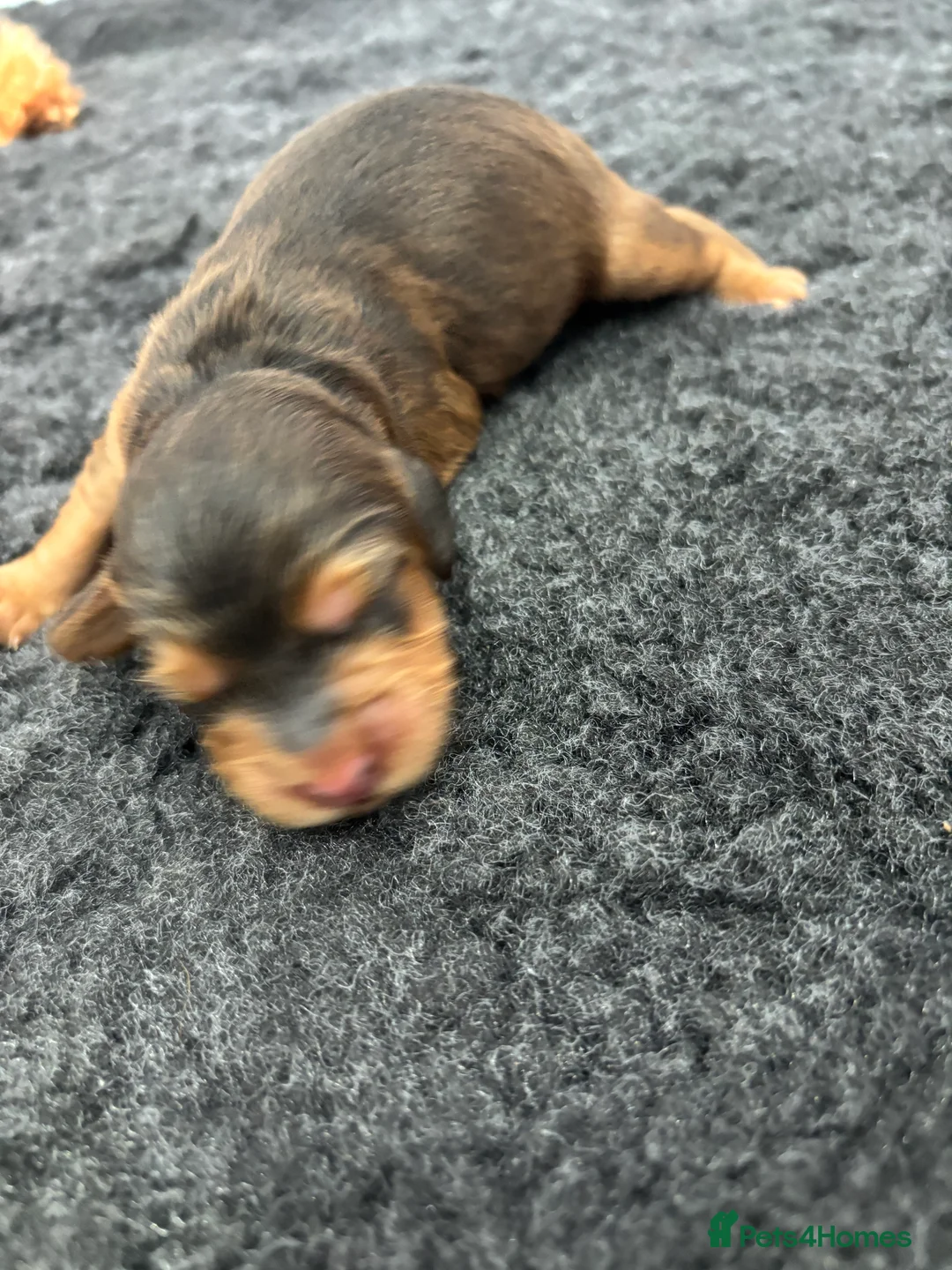 Cockapoo dogs for sale: F1 Cockapoo puppies. 1 Golden & 1 Chocolate/Tan in Rotherham - Advert 6