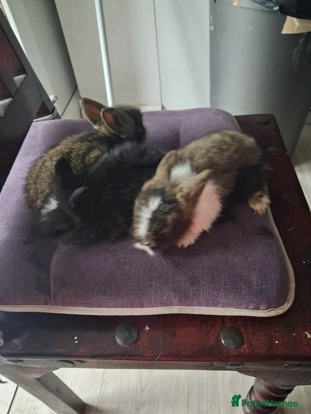 Lionhead rabbits for sale: 🐰 Beautiful Lionhead Rabbits for Sale 🐰 - Advert 7