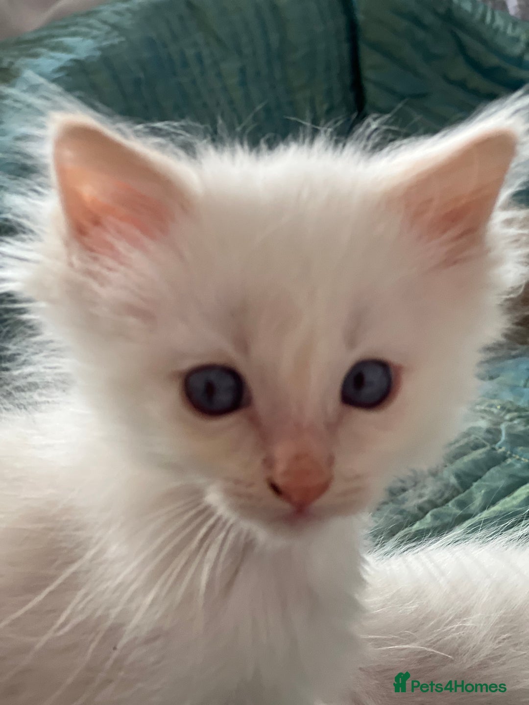 Ragdoll cats for sale: Tortie Lynx Flame Lynx pedigree Ragdolls - Image 21
