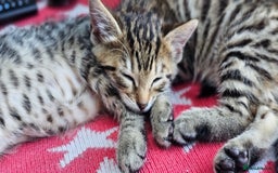Bengal cats for sale: Beautiful Bengal cross kittens for sale - Image 3