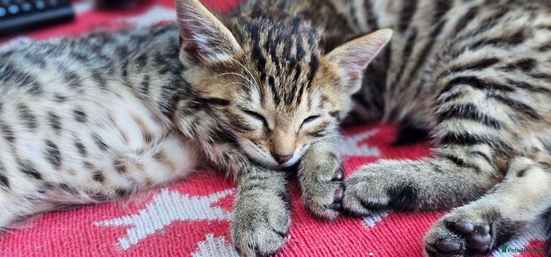 Bengal cats for sale: Beautiful Bengal cross kittens for sale - Image 3
