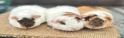 Guinea Pig rodents for sale: Guinea pigs - Advert 6