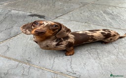 Dachshund dogs for stud: Miniature Dachshund Stud Kc registered & Pra clear in Stowmarket - Image 25
