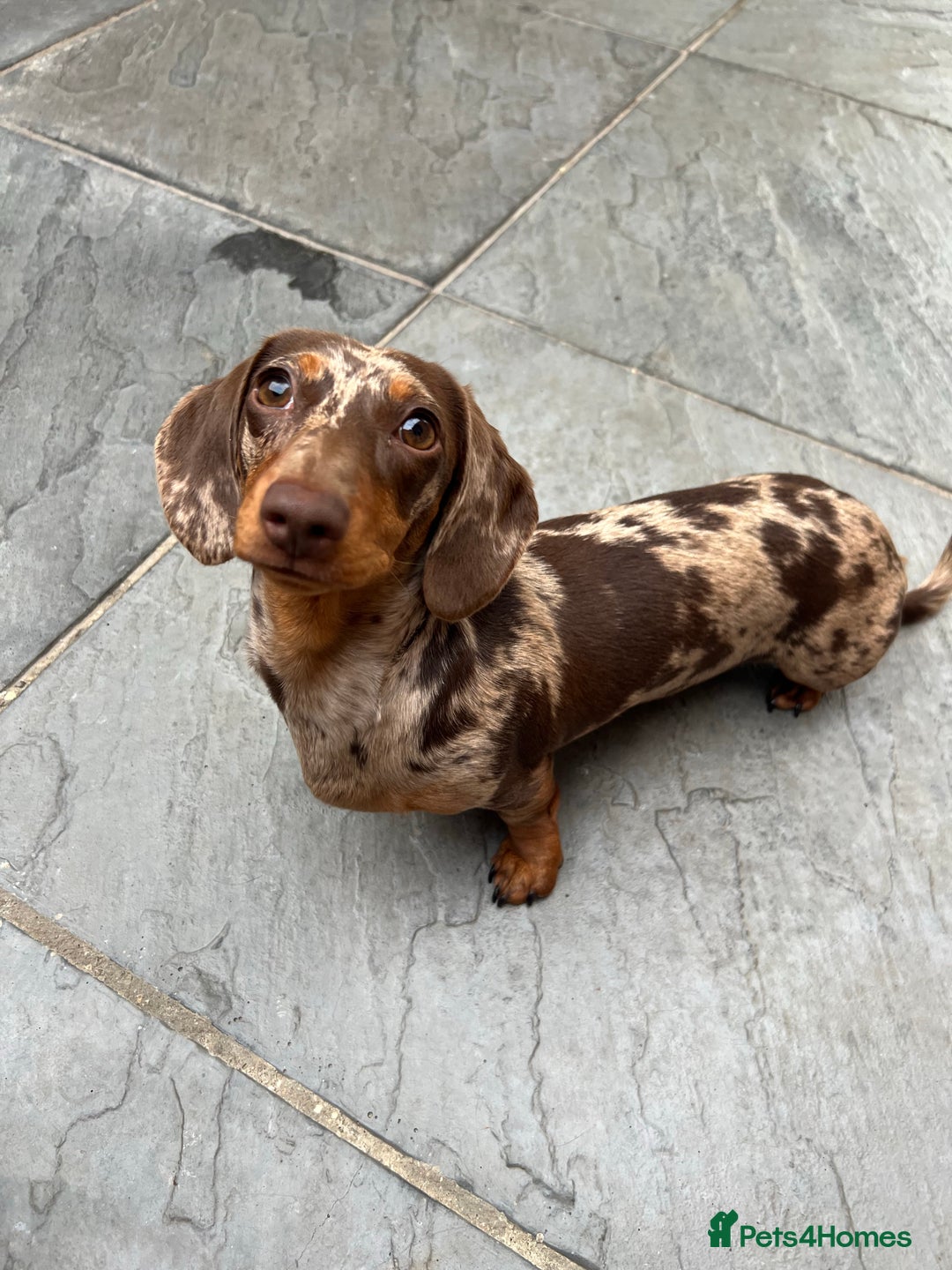 Dachshund dogs for stud: Miniature Dachshund Stud Kc registered & Pra clear in Stowmarket - Image 25