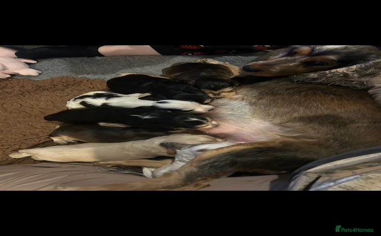 Cocker Spaniel dogs KC Show cocker spaniels - Advert 9