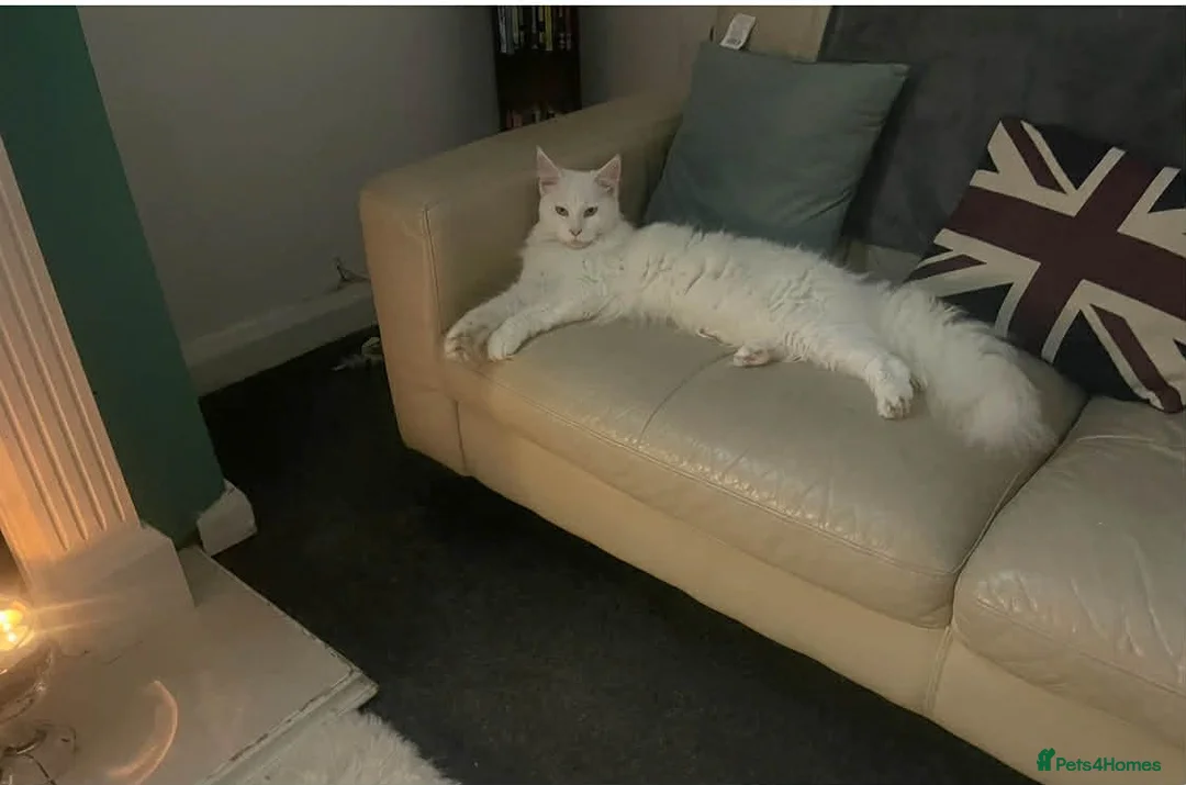 Maine Coon cats for sale: Maine coon cross kittens - Advert 2
