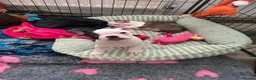 Boston Terrier dogs for sale: Red and white boston bitch  in Tadworth - Advert 1