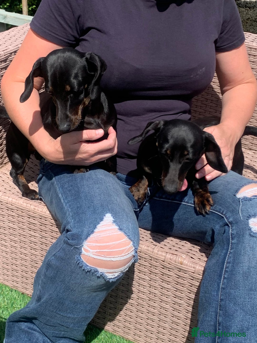 Dachshund dogs for sale: Two beautiful sisters miniature dachshunds  - Image 2
