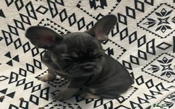French Bulldog dogs for sale: Beautiful Pink, blue and tan and merl Frenchie’s - Image 7