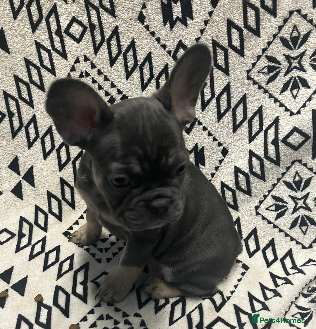 French Bulldog dogs for sale: Beautiful Pink, blue and tan and merl Frenchie’s - Image 7