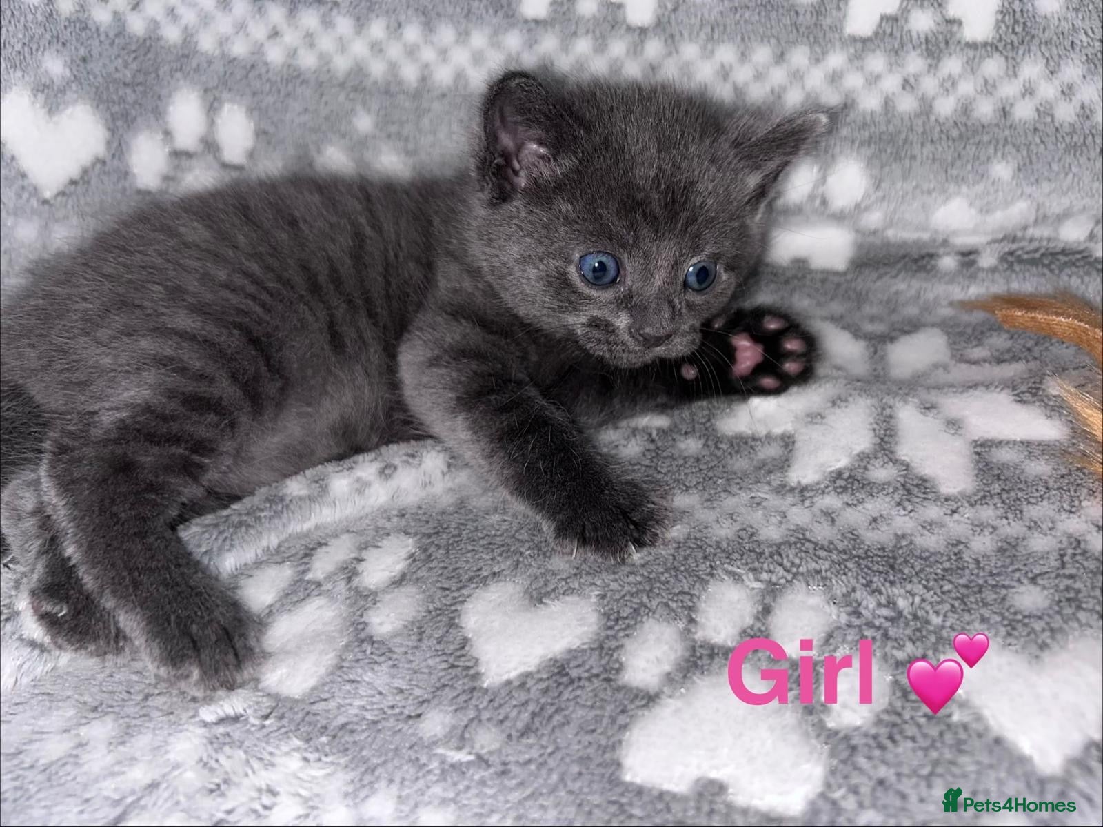 Mixed Breed cats for sale: Change of heart! Kittens now available & READY NOW - Advert 2