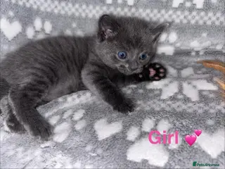 Mixed Breed cats READY TO LEAVE! Blue &Savannah kitten now for sale - Advert 2