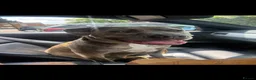 Staffordshire Bull Terrier dogs for sale: Staffordshire bull terrier puppies boy/girl  - Advert 23