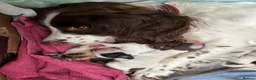 Sprocker dogs for sale: Sprocker Puppies - Advert 5