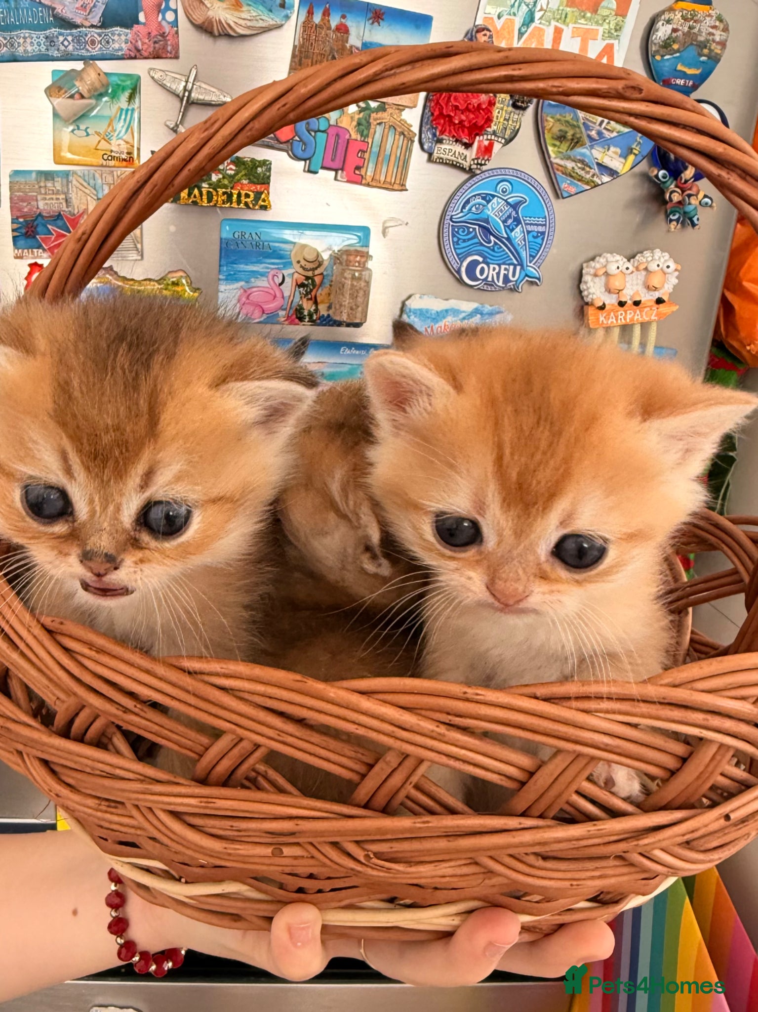 British Shorthair cats Golden Chinchilla kittens ready to reserve  - Advert 3
