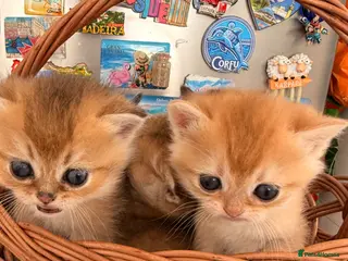 British Shorthair cats Golden Chinchilla kittens ready to reserve - Advert 3